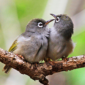 Olive White-eye